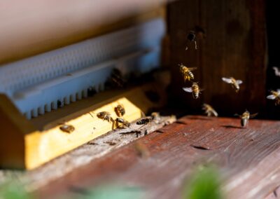 Bienenmuseum Stögerer