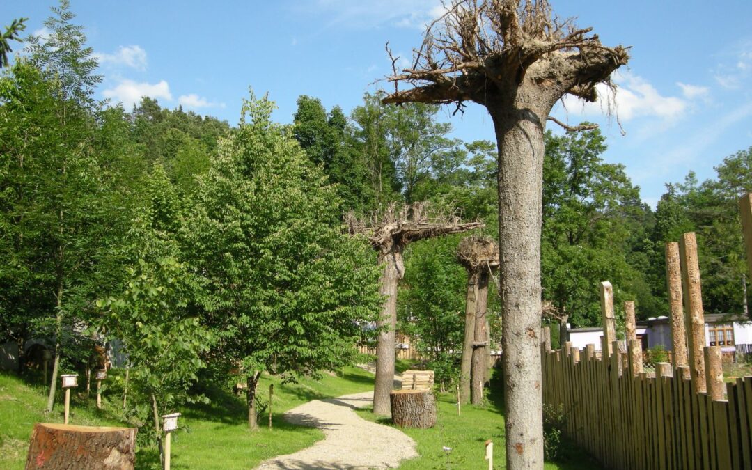 Waldviertler Wurzelwelt und Waldpädagogik